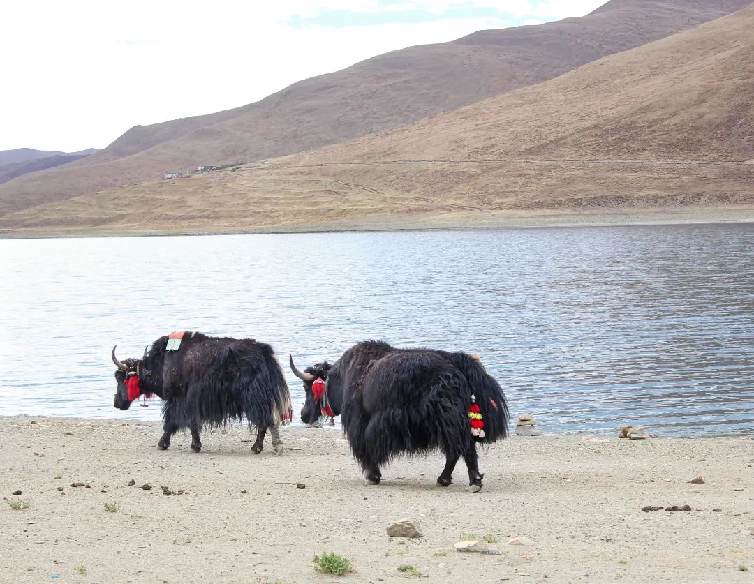 雪域西藏，此生必駕—— 自由炮護(hù)航！