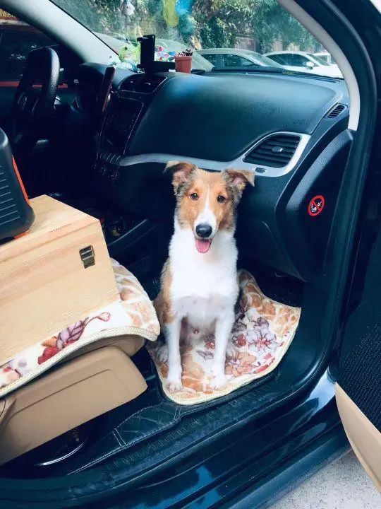 58歲的她，自駕房車旅居，一人兩犬，活成了自己喜歡的樣子